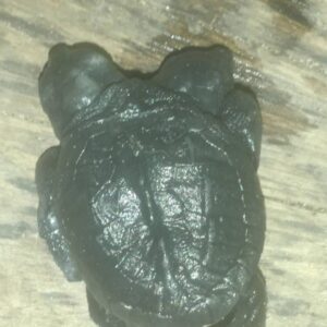 Nace tortuga de dos cabezas en campamento de Michoacán 