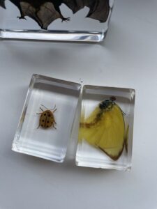 Joven recibe un murciélago disecado tras pedir una maqueta 