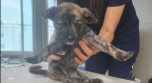 Joven adoptaba perros y gatos para dejarlos morir