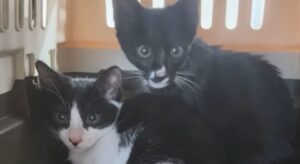 Joven adoptaba perros y gatos para dejarlos morir