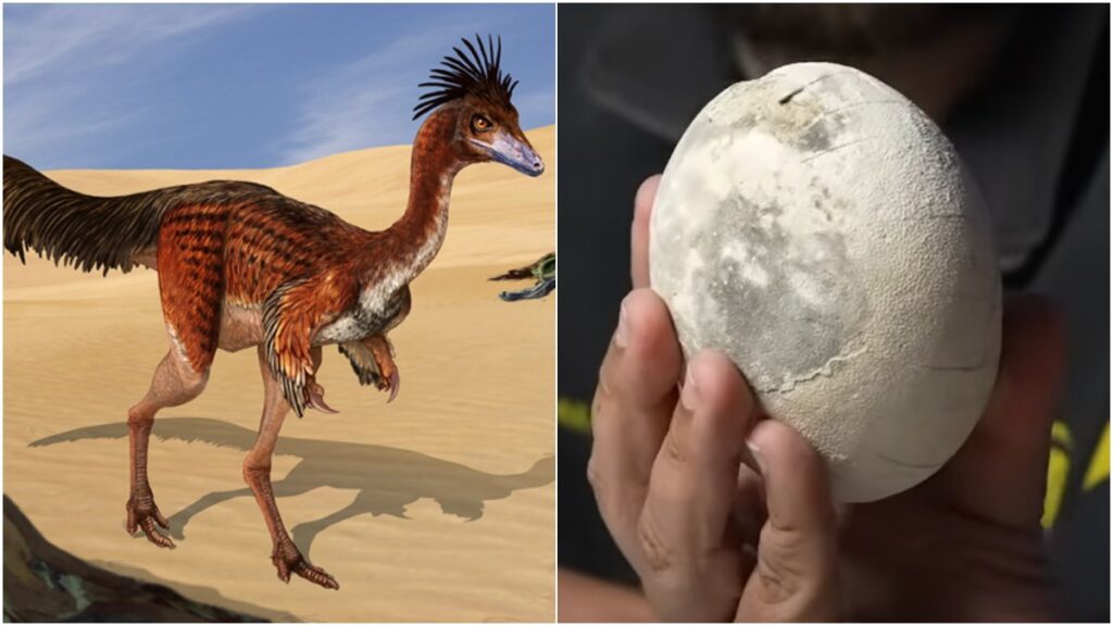¡Increíble! Descubren huevo de dinosaurio en excepcional estado de preservación