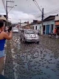 Video capta lluvia de sapos en Brasil 