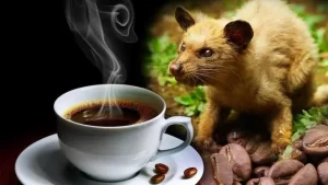 Día Mundial del Café ¿Cuáles son los más raros del mundo?