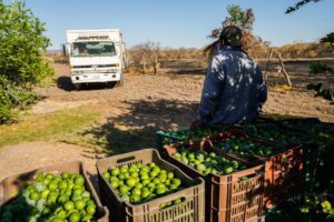 Detienen en Michoacán a presunto extorsionador de productores de limón