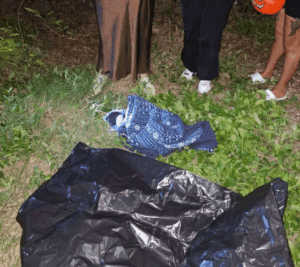 Suman 53 denuncias contra Xibalbá en Chetumal: crematorio de mascotas estafó a familias