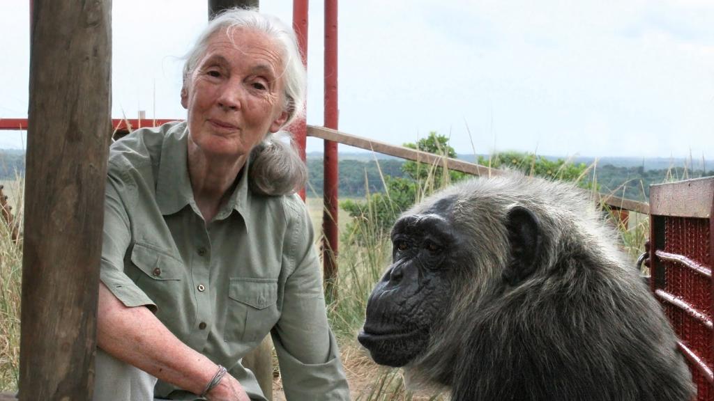 Muere Jane Goodall, pionera en el estudio de los chimpancés y defensora del medio ambiente