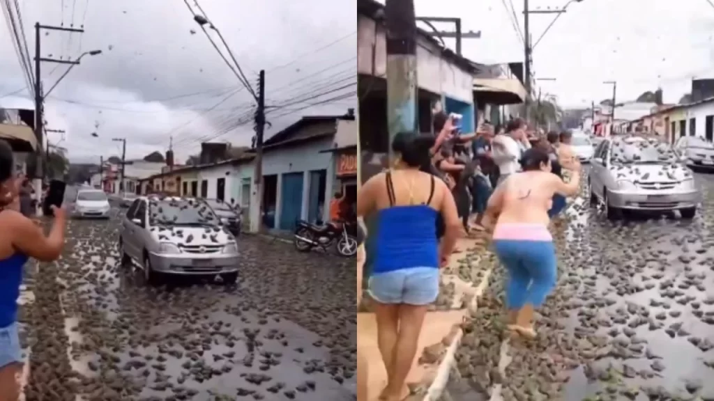 principal lluvia de sapos brasil sorprende redes sociales webp
