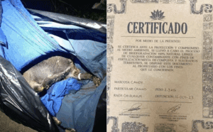 Suman 53 denuncias contra Xibalbá en Chetumal: crematorio de mascotas estafó a familias