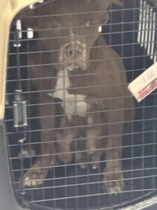 Dan 2 años de prisión a hombre que abusó y maltrató a perrita en Cancún