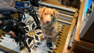 Perrito es nominado por su participación en la película “Good Boy”