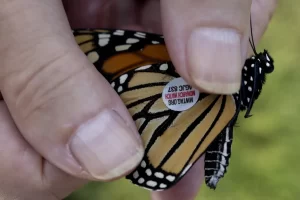 Mariposas Monarca viajan con “chip espía” de Canadá a México