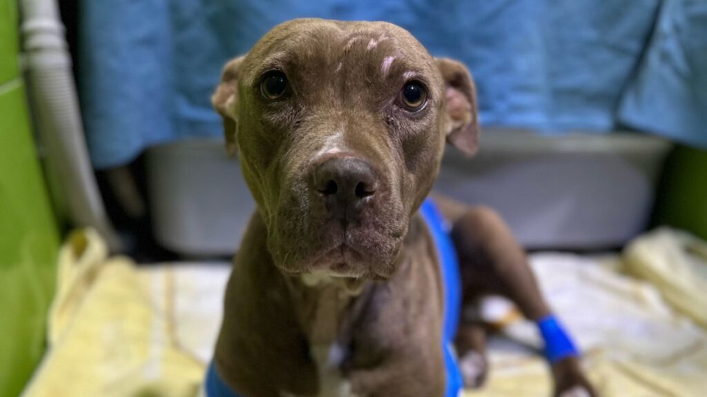 Perrita pitbull abusada en Cancún estaba embarazada: así se encuentra tras ser rescatada