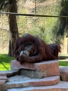 Orangutan Katy Zooleon 1 768x1024 1