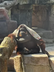 Orangutan Katy Zooleon.jpeg 2 768x1024 1