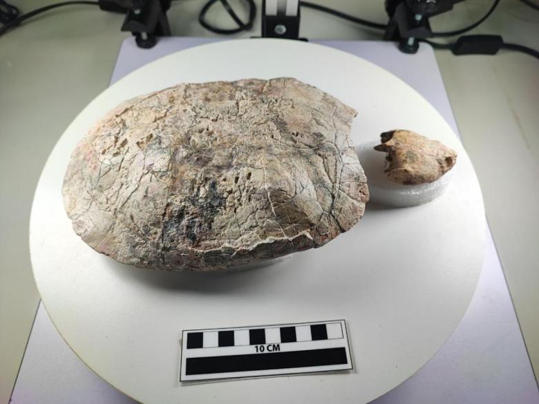 Descubren en Colombia una nueva tortuga fósil y la nombran en honor a Shakira 1 Descubren en Colombia una nueva tortuga fósil y la nombran en honor a Shakira