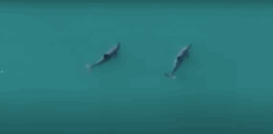 Avistan nuevas crías de vaquita marina en Alto Golfo de California