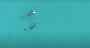 Avistan nuevas crías de vaquita marina en Alto Golfo de California