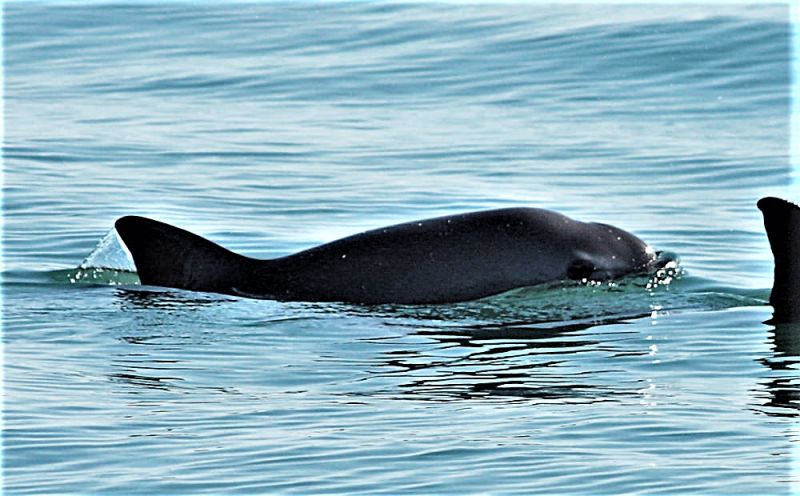 Avistan nuevas crías de vaquita marina en Alto Golfo de California 3 Avistan nuevas crías de vaquita marina en Alto Golfo de Californiadddddddddddddddddddddddddddddddddddddddddddddddddddddddd