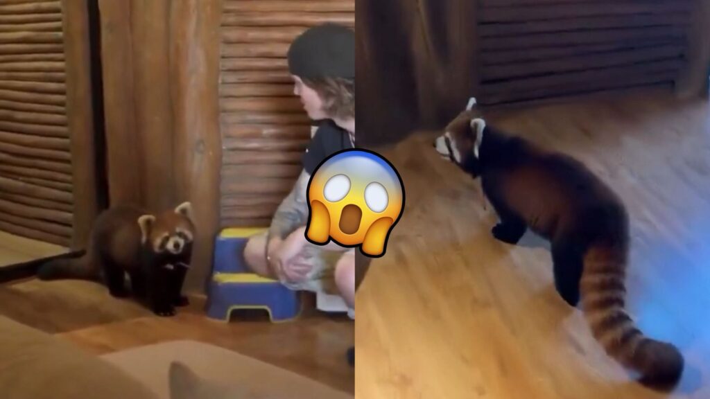 Hotel de lujo en China permitir despertar con un panda rojo 4 WhatsApp Image 2025 11 04 at 10.26.26 PM