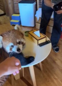 Hotel de lujo en China permitir despertar con un panda rojo