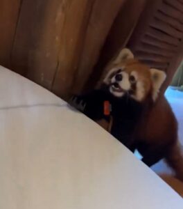 Hotel de lujo en China permitir despertar con un panda rojo