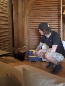 Hotel de lujo en China permitir despertar con un panda rojo