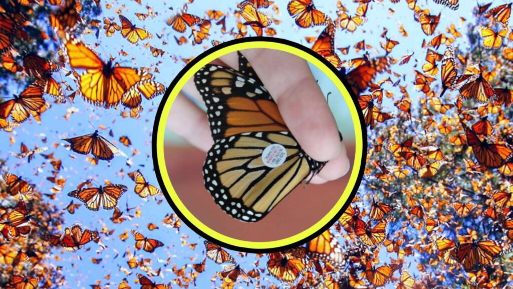 Mariposas Monarca viajan con “chip espía” de Canadá a México 4 WhatsApp Image 2025 11 04 at 9.39.57 PM