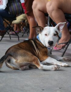 Reestructurarán Protección y Bienestar Animal de Cancún con apoyo de Cachorrilandia