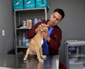 Reestructurarán Protección y Bienestar Animal de Cancún con apoyo de Cachorrilandia