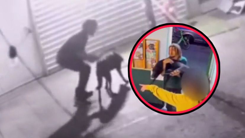 Perrito muere tras ser golpeado por su cuidador 3 WhatsApp Image 2025 11 06 at 9.00.29 PM