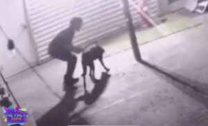 Perrito muere tras ser golpeado por su cuidador