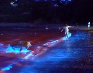 Perrito se baña en el mar y sale cubierto de bioluminiscencia 