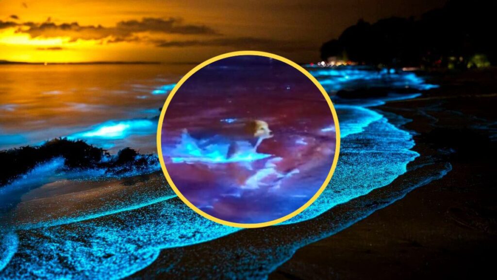 WhatsApp Image 2025 11 12 at 10.47.50 PM