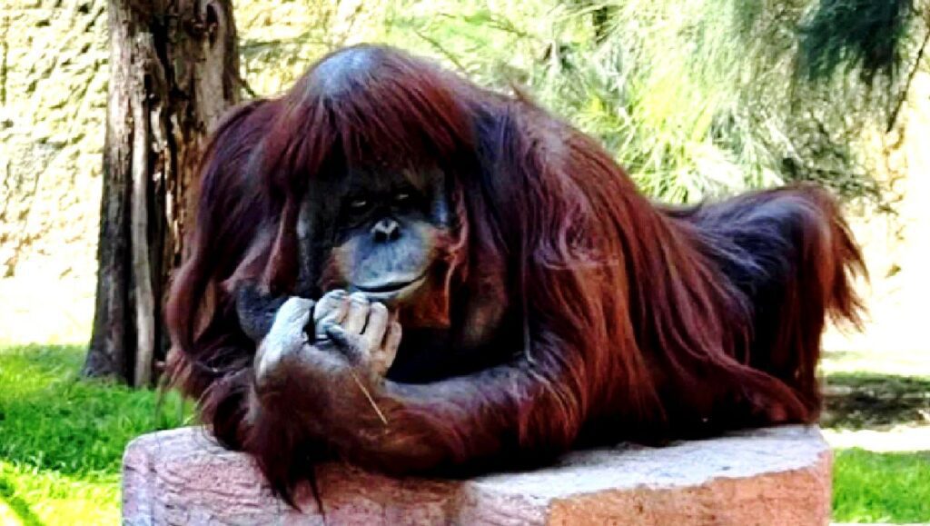 Muere Katy, la orangután del ZooLeón en Guanajuato 4 WhatsApp Image 2025 11 14 at 9.19.17 PM