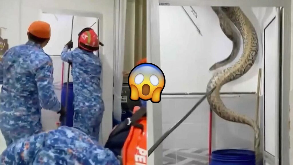 WhatsApp Image 2025 11 18 at 8.57.14 PM