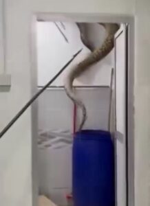 Pitón gigante aparece en el baño de una familia 