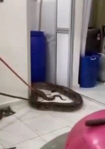 Pitón gigante aparece en el baño de una familia 