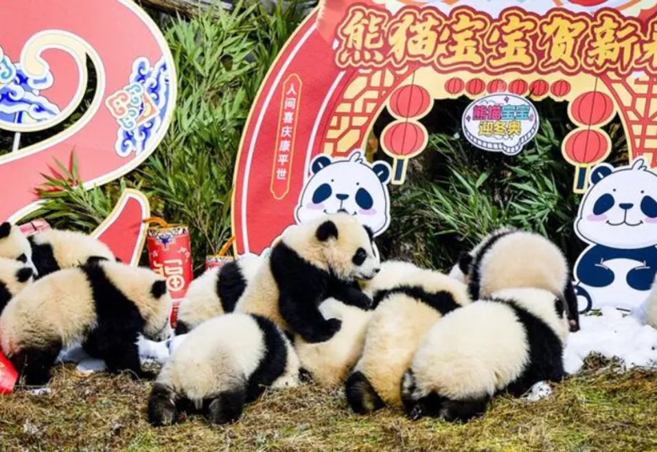 Se duplica en una década población de pandas en cautiverio en China