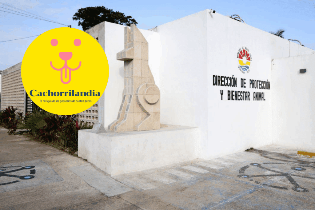 Reestructurarán Protección y Bienestar Animal de Cancún con apoyo de Cachorrilandia