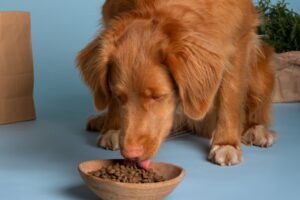 Consejos para hacer feliz a un perrito en su vejez