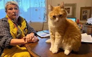 Gatito recibe multa de 26 mil pesos por “vandalismo” 