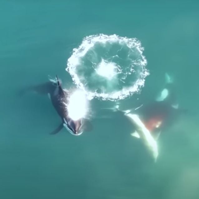 Documentan ataque de orcas a crías de tiburón blanco por primera vez 3 f638x638 162483 220650 5050