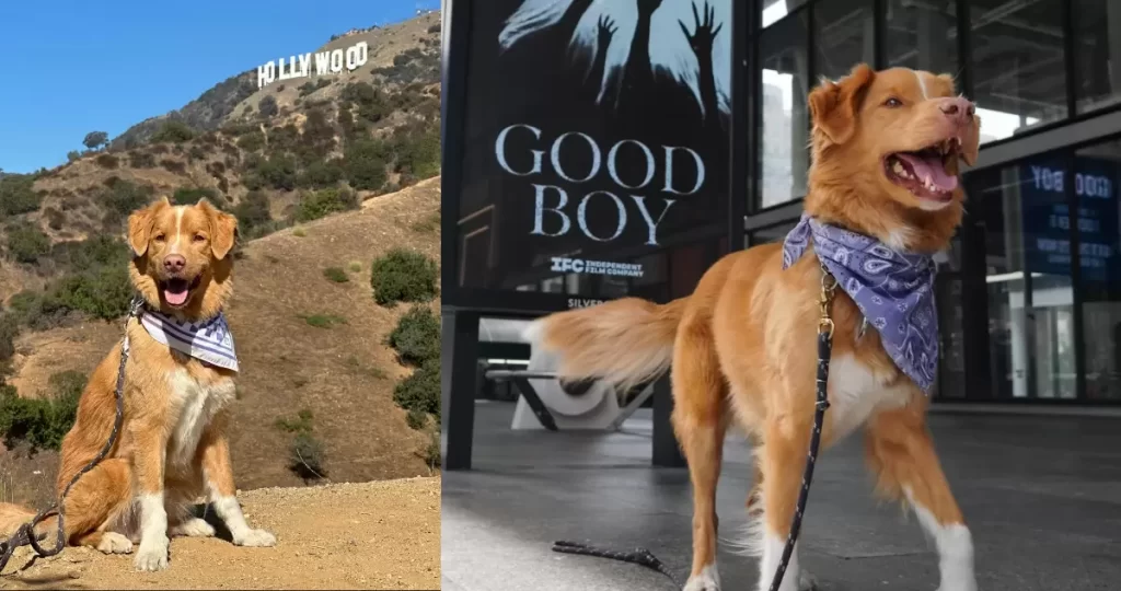 Perrito es nominado por su participación en la película “Good Boy” 5 fotojet 84