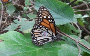 Mariposas Monarca viajan con “chip espía” de Canadá a México