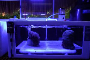 Por conservación de corales, Grupo Xcaret recibe certificación ALPZA