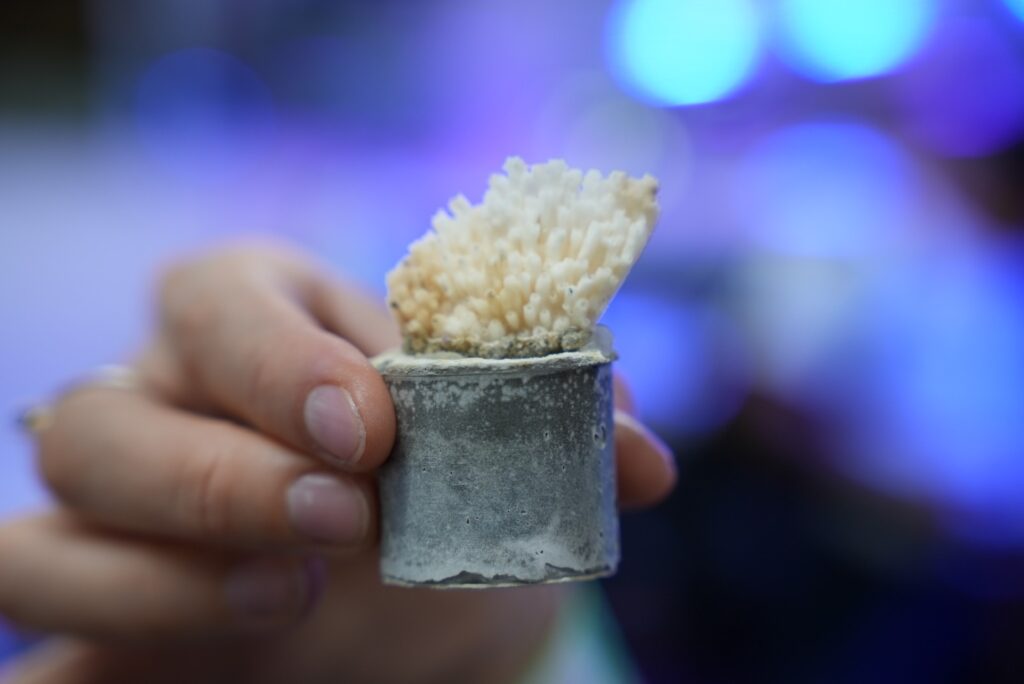 Por conservación de corales, Grupo Xcaret recibe certificación ALPZA