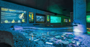 Por conservación de corales, Grupo Xcaret recibe certificación ALPZA