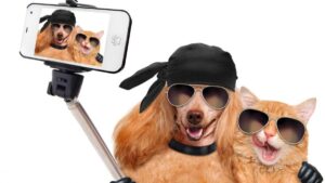 Buscan regular el uso de animales en redes sociales en México