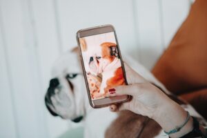 Buscan regular el uso de animales en redes sociales en México