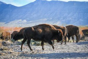 Bisonte americano vuelve a Coahuila, tras dos siglos de ausencia